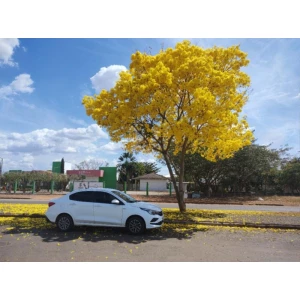 Transfer para todo Brasil 